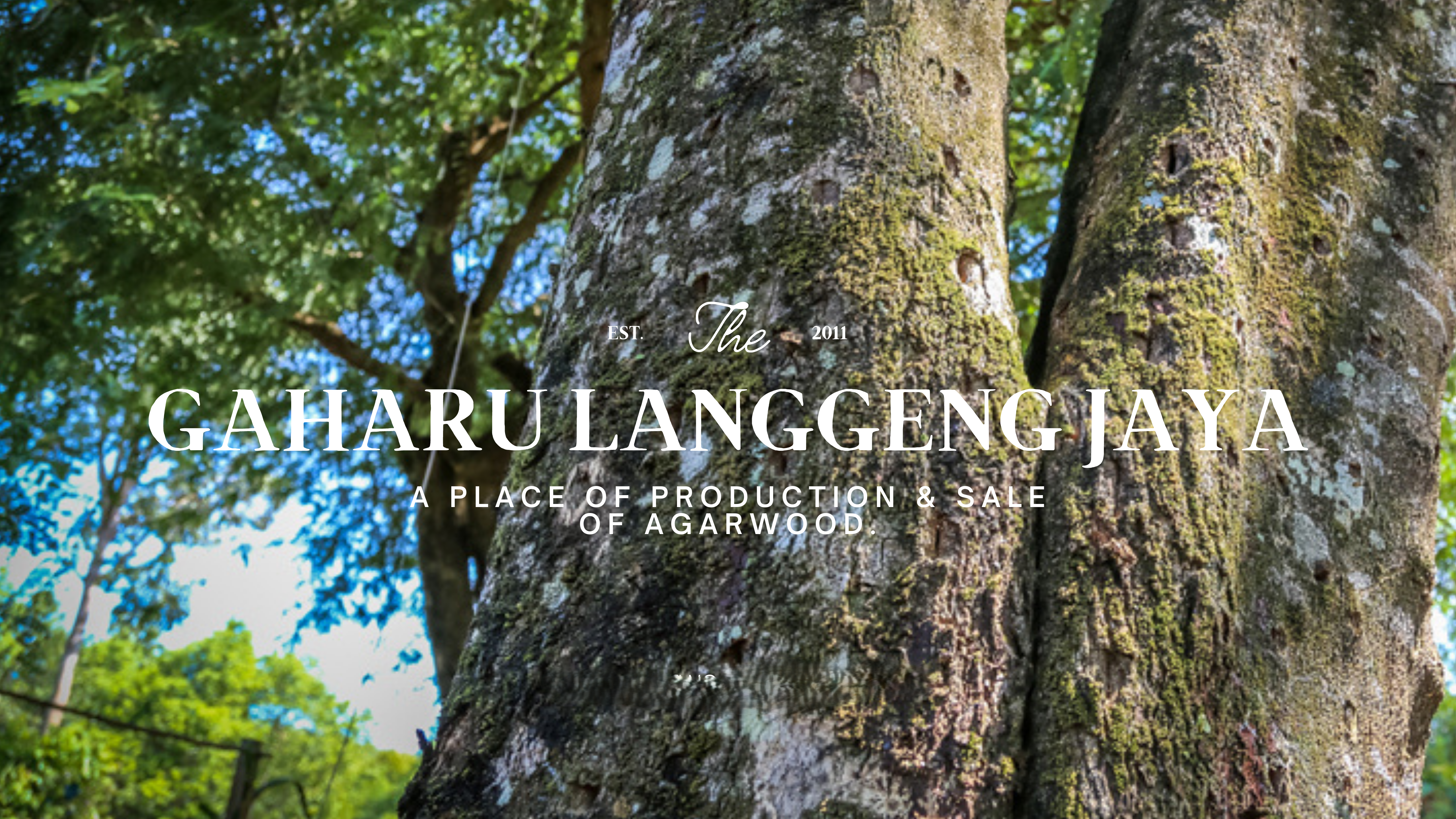 Minimalist Photo Nature YouTube Channel Art